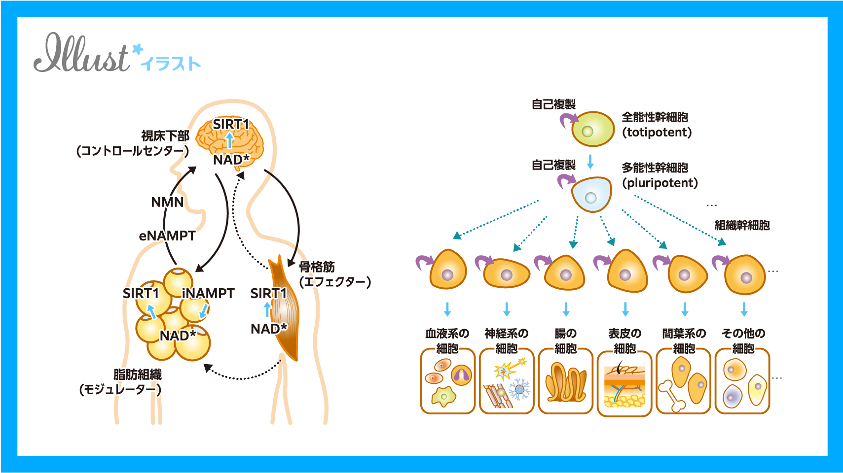 医療書籍の挿絵デザイン